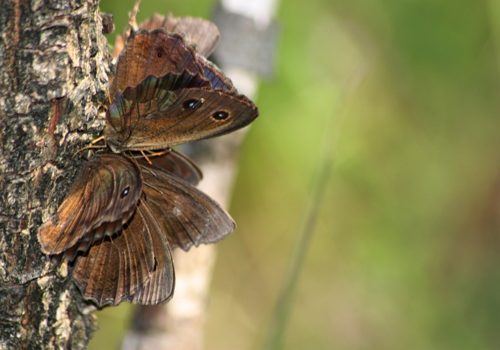 Farfalle succhia-linfa.